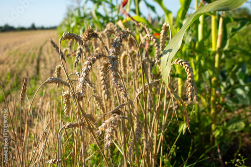 Golden wheat spikes ripening in a sunlit agricultural field with green corn crops in the background
