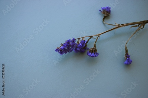 Ramo de flor do campo desidratada na lateral esquerda sobre fundo neutro azulado, com espaço vazio para composição. Dried wildflower stem on the left side over a neutral blue background, with e