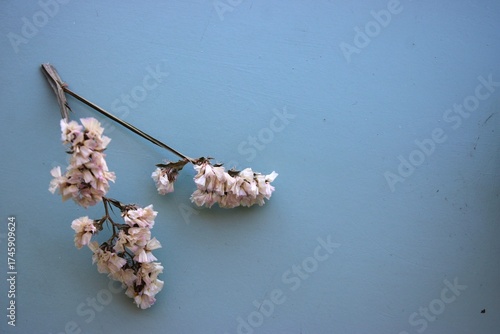 Ramo de flor do campo desidratada na lateral esquerda sobre fundo neutro azulado, com espaço vazio para composição. Dried wildflower stem on the left side over a neutral blue background, with e