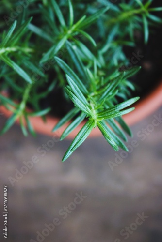 : Alecrim em vaso de barro — erva aromática verde cultivada em casa de folhas verdes e textura natural 
Rosemary in clay pot — fresh green aromatic herb grown at home