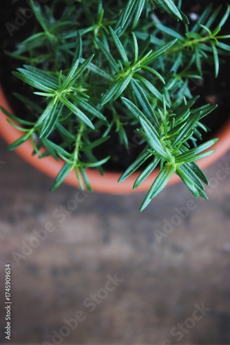 Alecrim em vaso de barro — erva aromática verde cultivada em casa, com folhas verdes e textura natural 
Rosemary in clay pot — fresh green aromatic herb grown at home