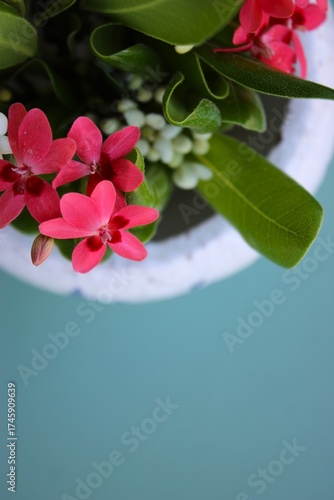 Vaso de cerâmica branco com flores do campo brancas e rosadas sobre fundo azul claro, mockup, espaço para preencher. White ceramic vase with white and pink wildflowers on a light blue background