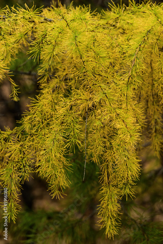 yellow larch branch in autumn forest