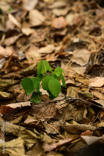 green sprout growing from dry leaves in the autumn forest