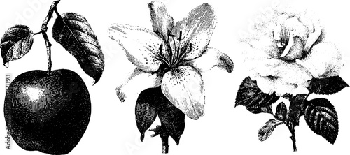 Vintage botanical anatomy: set of isolated flower and apple engravings for design