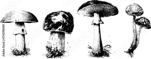 Collection of isolated mushrooms: champignon, chanterelle, porcini, and truffle in vintage stipple art