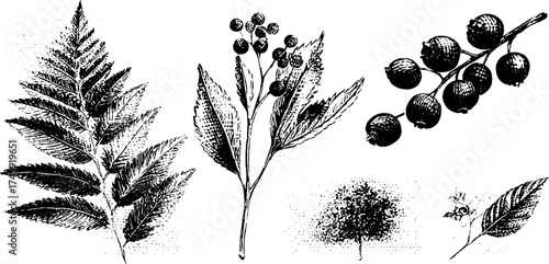 Botanical herbarium collection with field magnifier plant press specimen tags