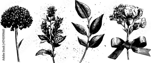 Vintage herbarium collection with floral elements and ribbon - design for crafting and decoration