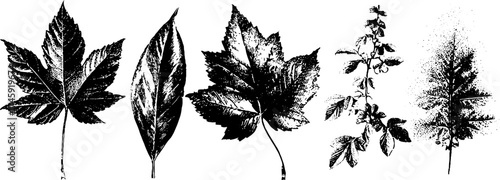 Vintage herbarium collection with dried leaves and tags for botanical design