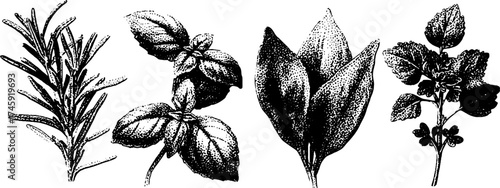 Aromatic herb collection: basil, rosemary, thyme, parsley for culinary design
