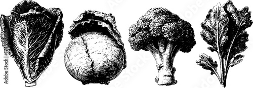 Vintage botanical illustration of lettuce, spinach, cabbage, and broccoli for design and decoration