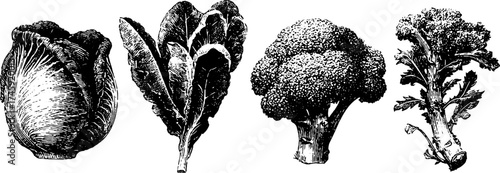Vintage style engravings of lettuce, spinach, cabbage, and broccoli for botanical design