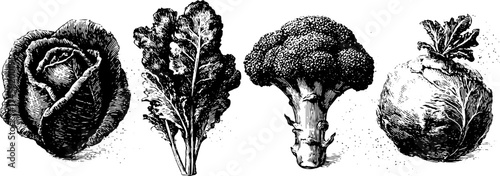 Engraved vegetables collection: lettuce, spinach, broccoli, cabbage for kitchen decor or recipe design