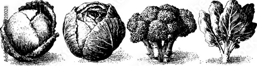 Vintage botanical illustrations of lettuce, spinach, cabbage, and broccoli for design projects