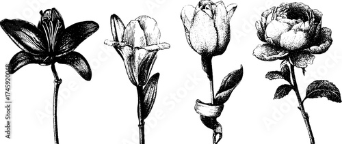 Floral collection of lily, peony, and buds with ribbon in vintage etching for design