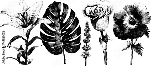 Floral and botanical collection featuring lily, rose, monstera leaf, lavender, and poppy – design for print, cards, posters