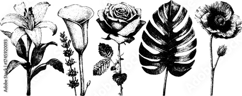 Vintage botanical collection: lily, rose, monstera leaf, lavender, poppy for design