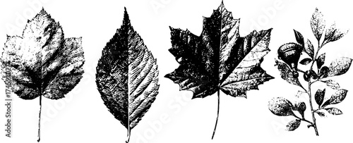 Botanical mechanical design featuring steel leaf branches and digital seed bolts for artistic etching projects