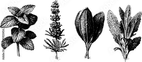 Set of isolated herbal plants: mint, rosemary, lavender, and sage detailed botanical art