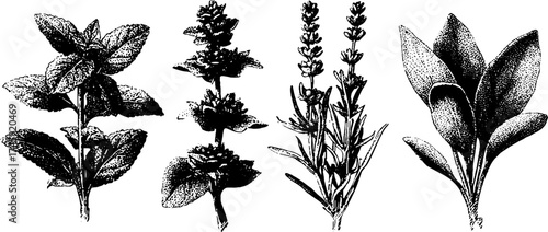 Aromatic herbs collection: mint, rosemary, lavender, and sage in vintage detailed engraving