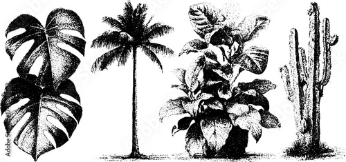 Tropical plant set: monstera, ficus, cactus, and palm tree design for nature lovers