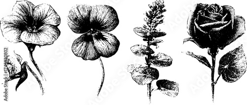 Floral botanical set: nasturtium, violet, lavender, rose for design