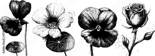 Vintage floral collection featuring nasturtium, violet, lavender, and rose for botanical design