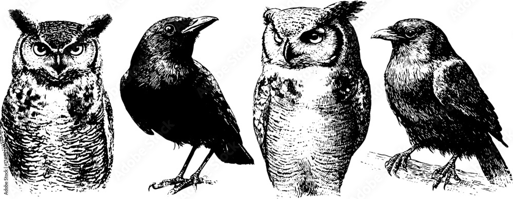 Fototapeta premium Intricate illustrations of owl and raven with feathers and wings