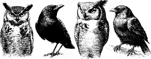 Intricate illustrations of owl and raven with feathers and wings
