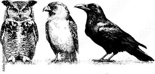 Detailed etched illustrations of owl, raven, and feathered wings for design and decor