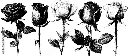 Vintage rose variations with stipple and dotwork effects for design and decor