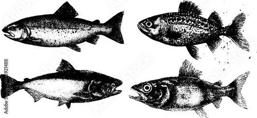 Vintage fish collection with salmon, tuna, mackerel, and anchovy in halftone engraving style