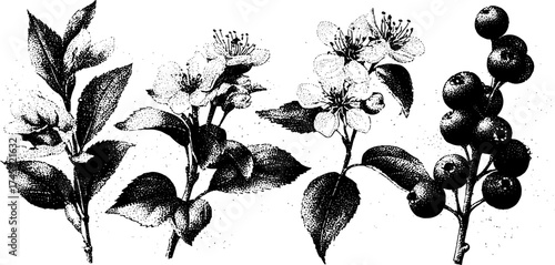Vintage botanical elements with small flowers, branches, leaves, and berries