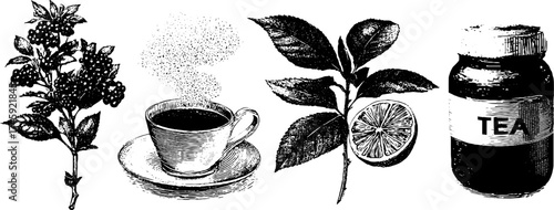 Tea and lemon herbs with syrup jar: vintage botanical illustration for design