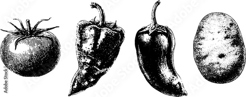 Vintage botanical illustration of tomato, eggplant, pepper, and potato for culinary and garden design