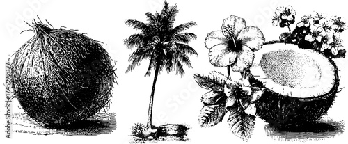 Tropical elements collection: coconut, palm tree, and hibiscus for design projects
