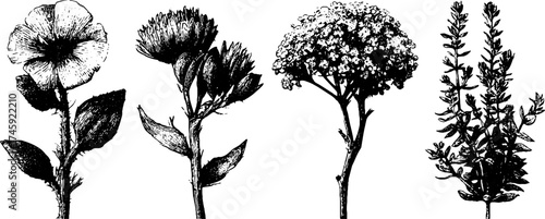 Herbal plants collection featuring wormwood, mint, yarrow, and flax - botanical art design for natural decor