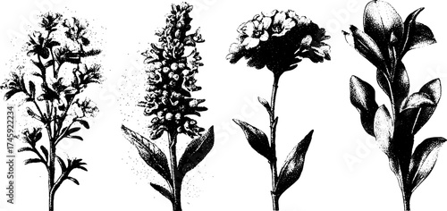 Detailed botanical illustrations of wormwood, mint, yarrow, and flax for herbal design