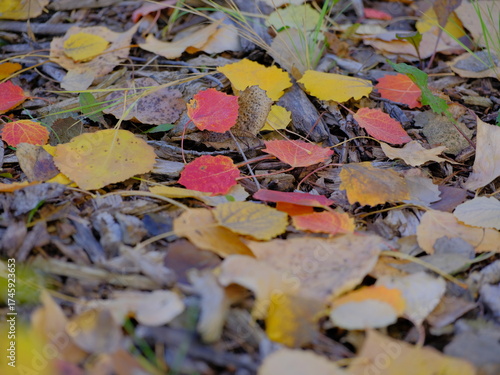 autumn leaves on the ground, autumn in the forest, Autumn foliage in Canada, Calgary, nature, season, outdoors