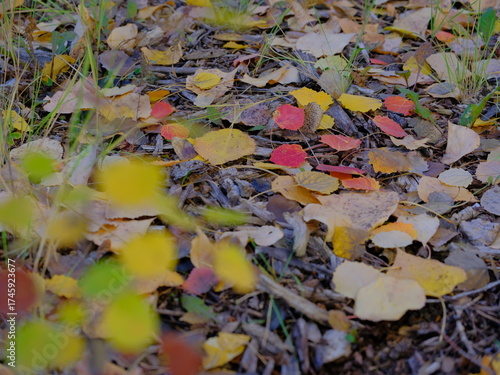 autumn leaves on the ground, autumn in the forest, Autumn foliage in Canada, Calgary, nature, season, outdoors