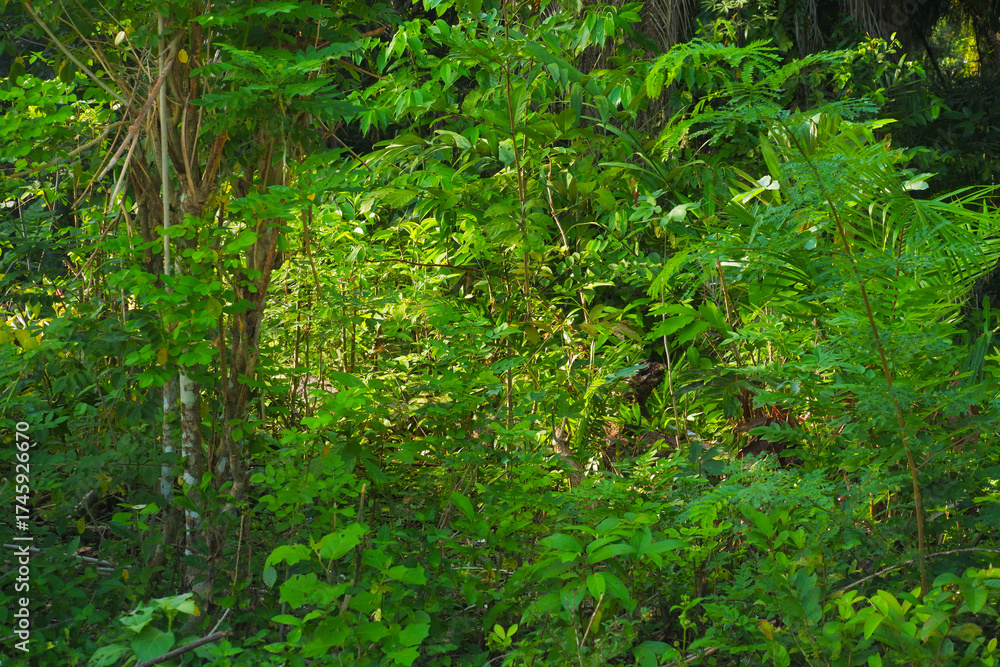 Obraz premium Lush green tropical forest filled with dense vegetation, young trees, and various plants thriving in natural light