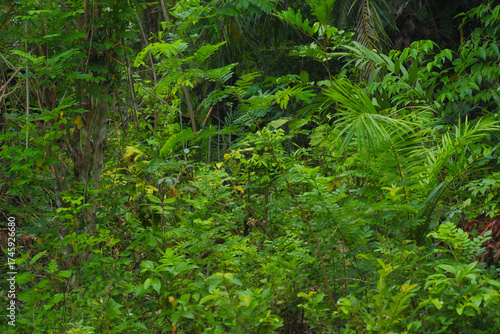 Lush green tropical forest filled with dense vegetation, young trees, and various plants thriving in natural light