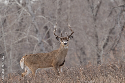 white tailed deer,  autumn in the forest, Autumn foliage in Canada, Calgary, nature, season, outdoors, wildlife, 