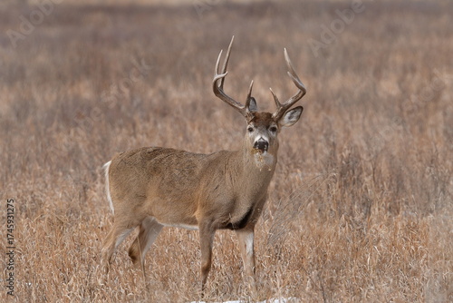 deer in the wild, white tailed deer,  autumn in the forest, Autumn foliage in Canada, Calgary, nature, season, outdoors