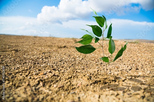 Large desert with cracked dry soil and green plant