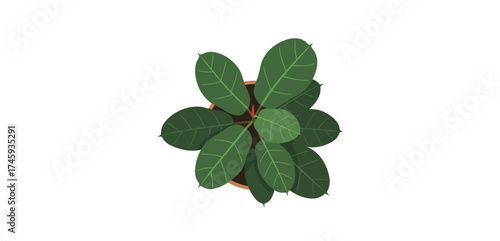 potted plant from above indoor houseplant with lush green leaves ideal for enhancing home decor with a touch of nature and botanical beauty