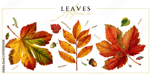 Set of autumn leaves isolated on a white background. Vintage painting style illustration.