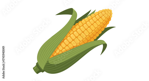 A single ear of fresh yellow corn on the cob with green husks partially peeled back, isolated on a white background.