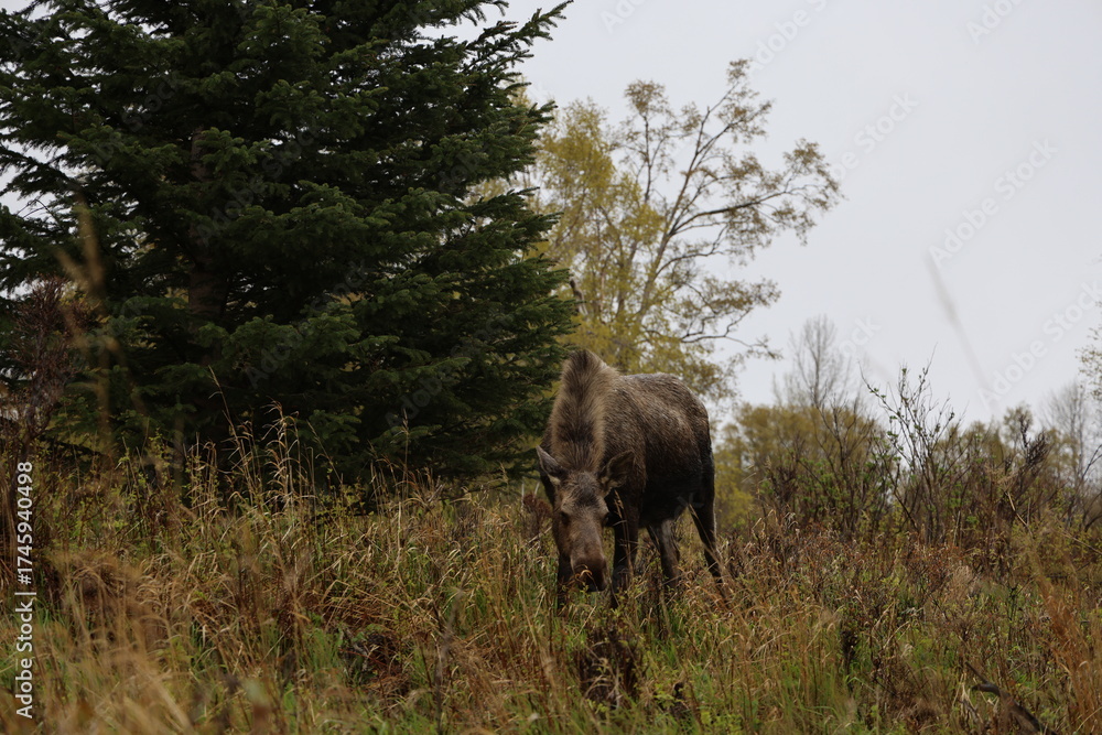 Fototapeta premium Moose in Alaska