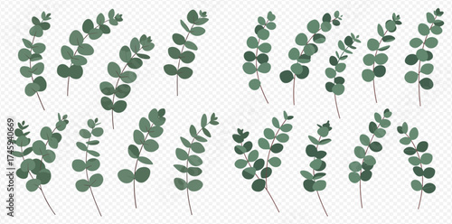 Illustration of eucalyptus branches with round leaves on a transparent background.